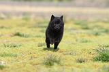 SCHIPPERKE 201